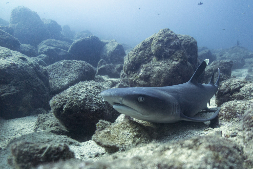 Whitetip reef shark resting among rocks on the seabed