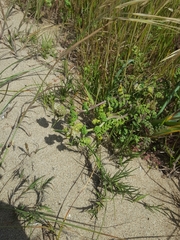 Phacelia malvifolia
