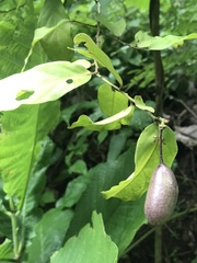 Cynophalla heterophylla (Cynophalla heterophylla)
