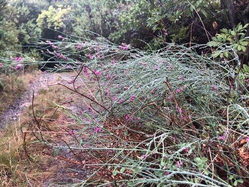 Image of Indigofera filifolia by (c) Caroline Voget, some rights reserved (CC BY)