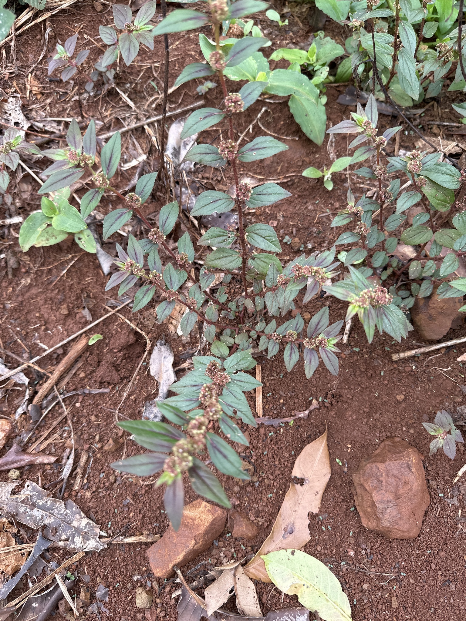 Euphorbia hirta