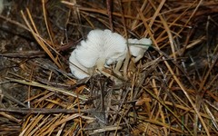 Clitocybe albidula