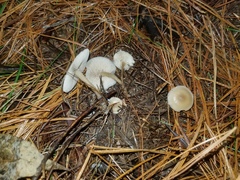 Clitocybe albidula