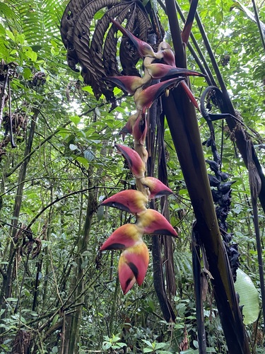 Heliconia pogonantha (Heliconia pogonantha)
