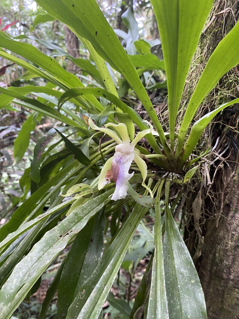 Cochleanthes aromatica