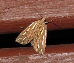 Meyrickella torquesauria