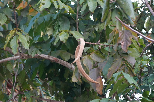 Markhamia stipulata, 2024-03-02