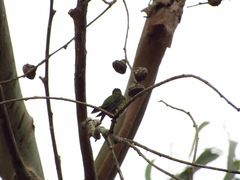 Sephanoides sephaniodes