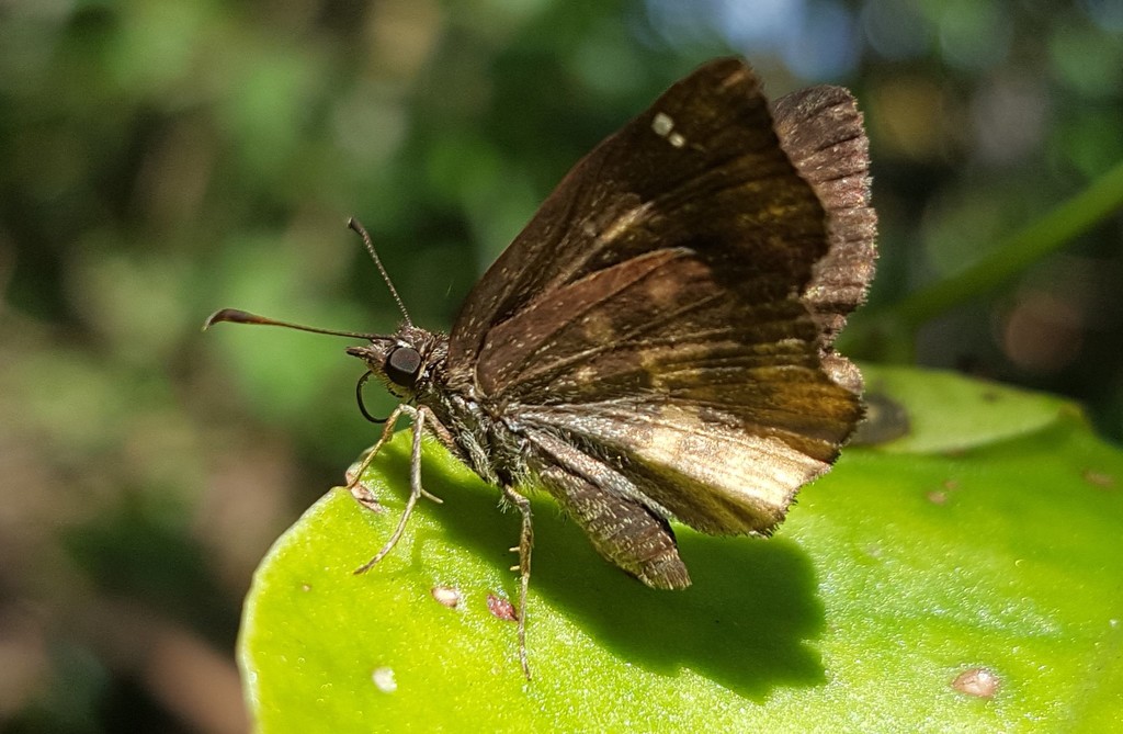 Nisoniades brazia