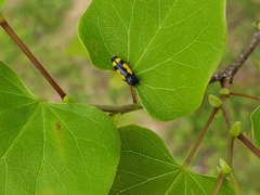 Ptosima gibbicollis