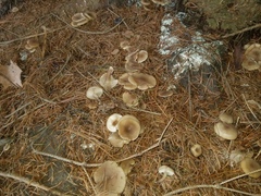 Clitocybe coniferophila