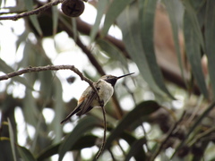 Rhodopis vesper
