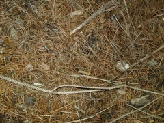 Clitocybe coniferophila