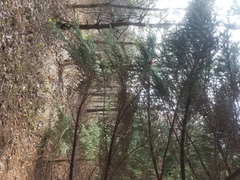 Clitocybe coniferophila