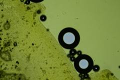 Clitocybe coniferophila