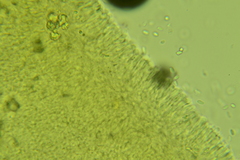 Clitocybe coniferophila