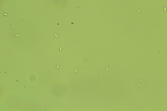 Clitocybe coniferophila