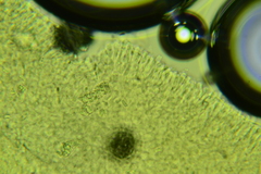 Clitocybe coniferophila