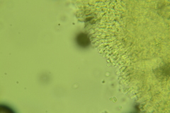 Clitocybe coniferophila