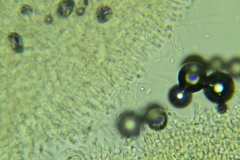 Clitocybe coniferophila