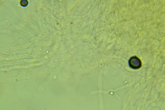 Clitocybe coniferophila