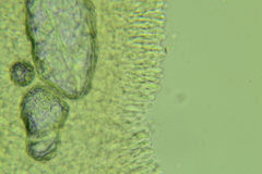 Clitocybe coniferophila