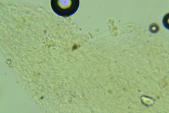 Clitocybe coniferophila