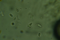 Clitocybe coniferophila