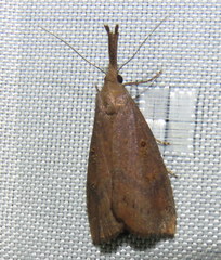 Hypena subvittalis