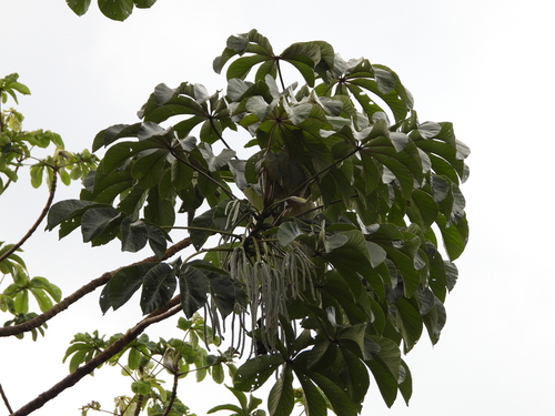Foto de Embaúba