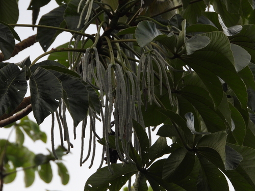 Foto de Embaúba