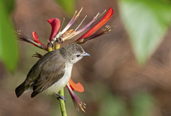 Nilgiri Flowerpecker photo 4