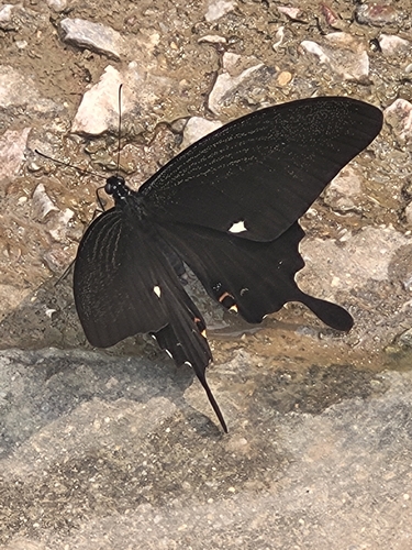 Noble's Helen