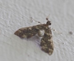 Nacoleia rhoeoalis