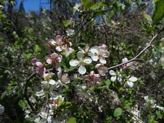 Prunus subcordata