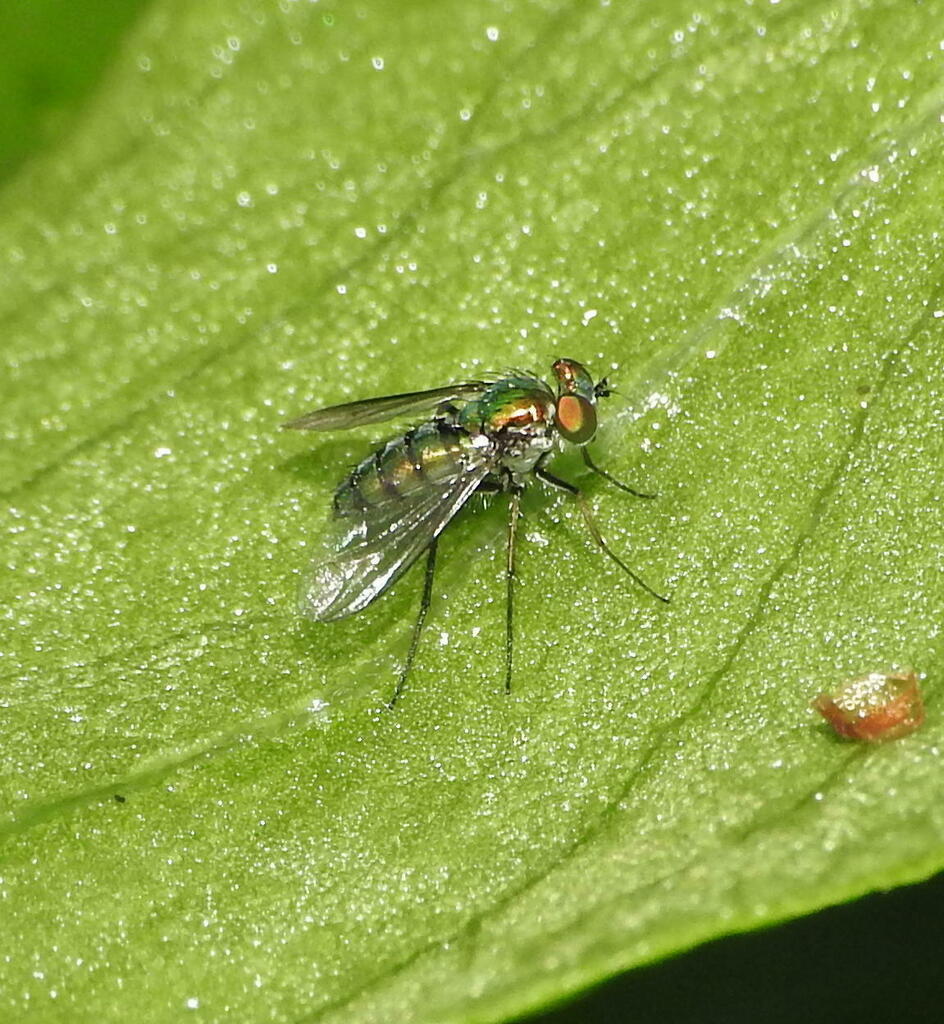 Condylostylus Longicornis From Indian River Lagoon Park New Smyrna condylostylus-longicornis-from-indian-river-lagoon-park-new-smyrna