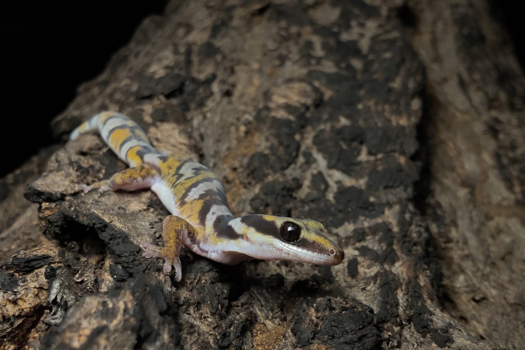 Northern Velvet Gecko