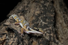 Northern Velvet Gecko photo 1