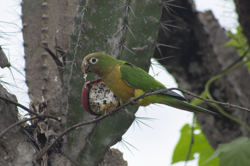 Cactus Parakeet
