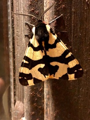 Arctia villica konewkaii