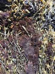 Vertebrata lanosa