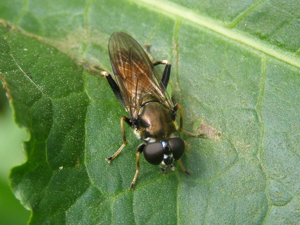 Forest Fly Insect Leafwalkers and Forest Flies from Юго-Западный административный округ ...
