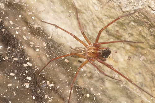 Eratigena inermis