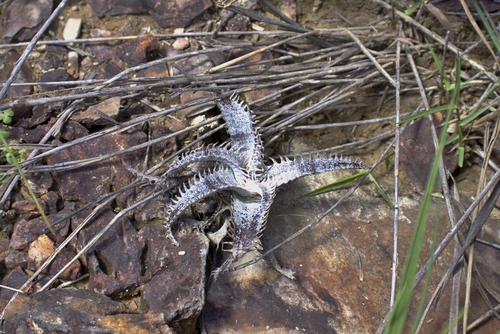 Dyckia marnier-lapostollei