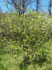 Prunus subcordata