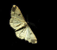 Hypomecis externaria