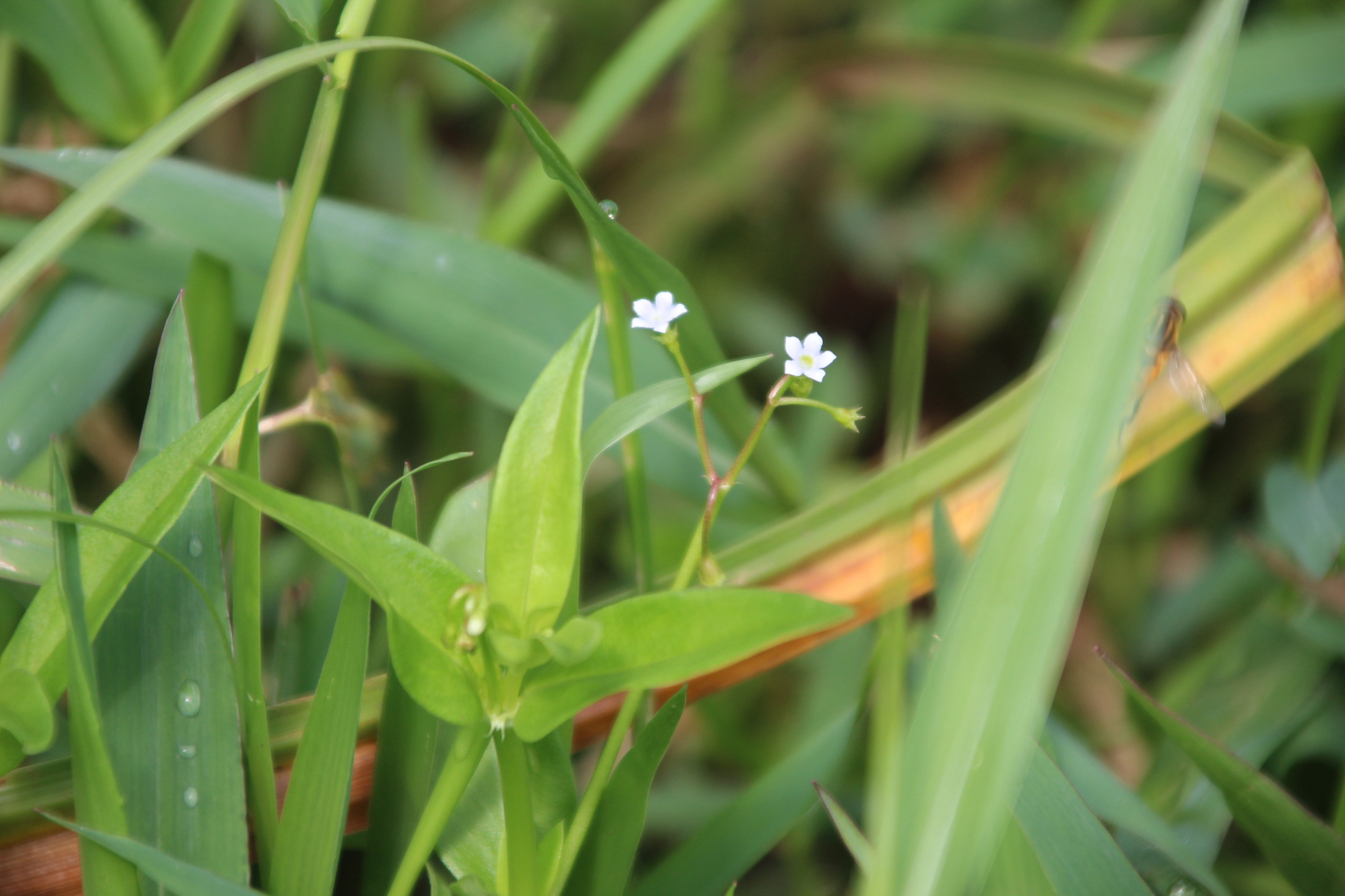 Imagem de Cipó-uva