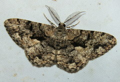 Hypomecis externaria