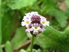 Phyla fruticosa