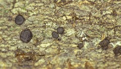 Trichoderma citrinoviride